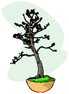 All Cliparts: Bonsai Clipart