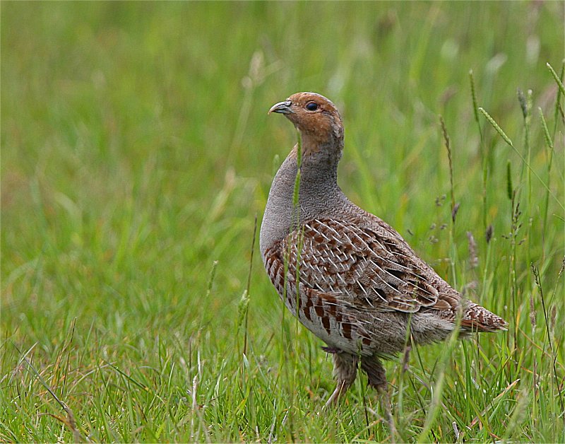 Murfs Wildlife : Grey Partridge