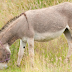 Fifteen teens treated for rabies after gang raping a donkey in Morocco