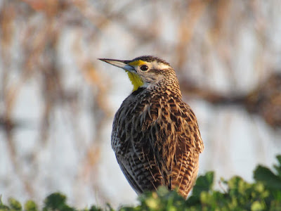 northern california birding photography bird blog