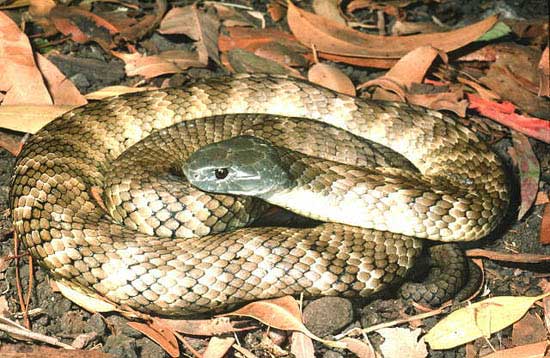 Snakes In The World Giant Black Tiger Snake