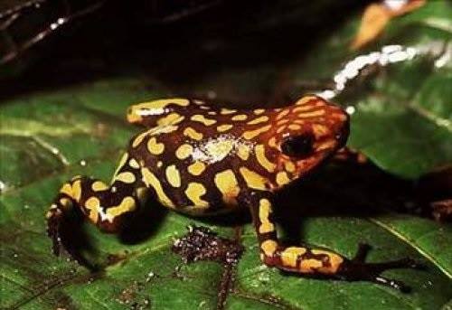 Dünyanın En Zehirli Hayvanı