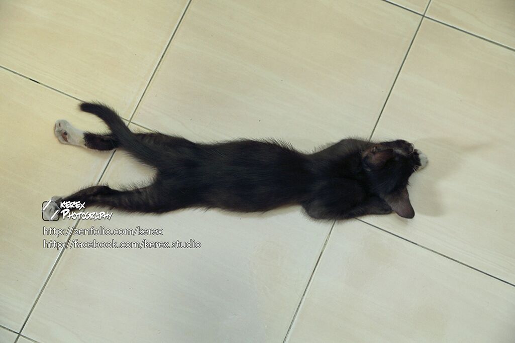 KENANGAN, HANYA GAMBAR PENGUBAT RINDU - Ceritera Si Gadis Biru