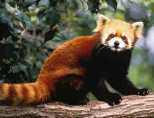 Todo sobre el oso panda menor rojo - Toda la información Todo sobre el oso panda menor rojo - Toda la información