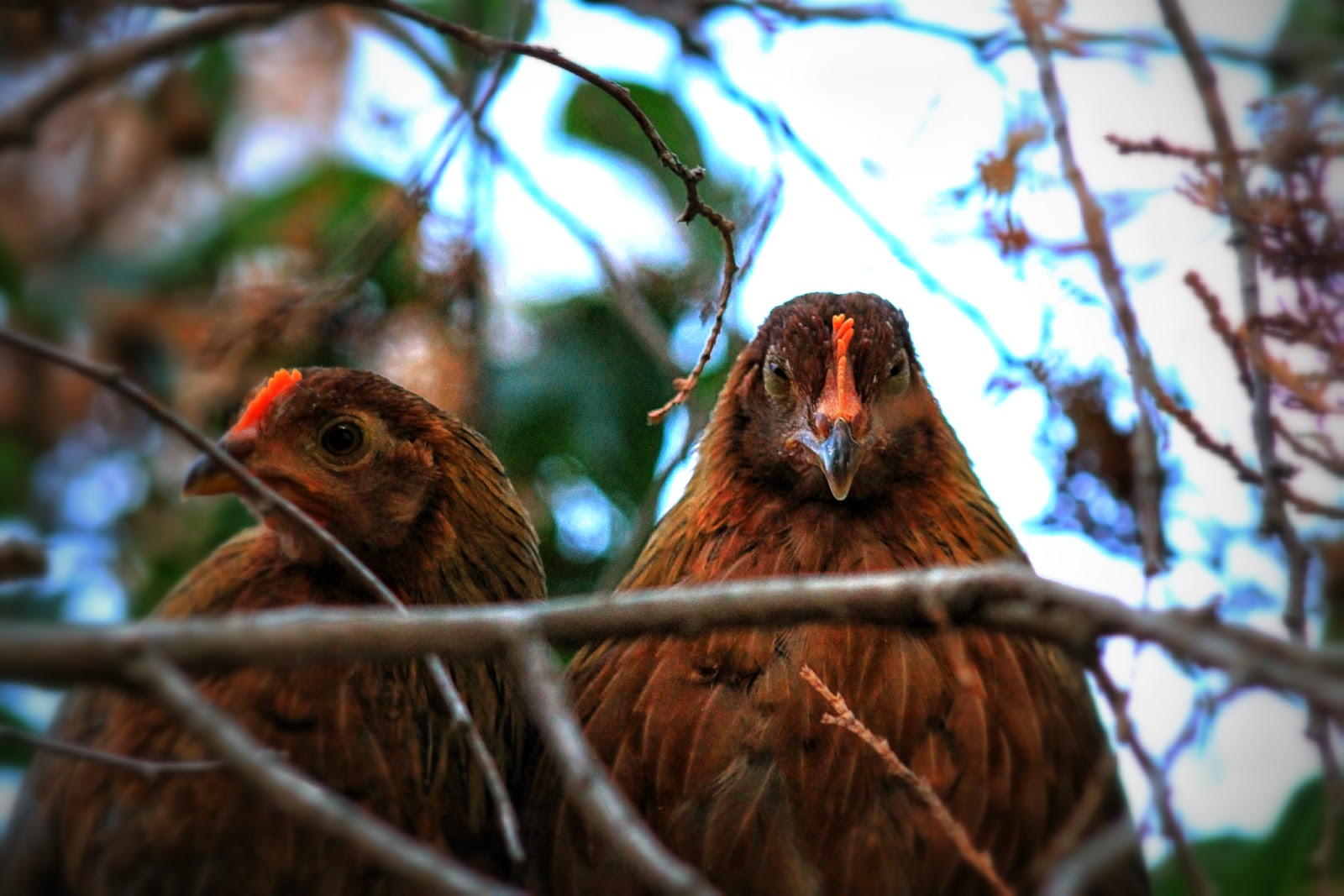 The Boise Backyard Chicken Experience