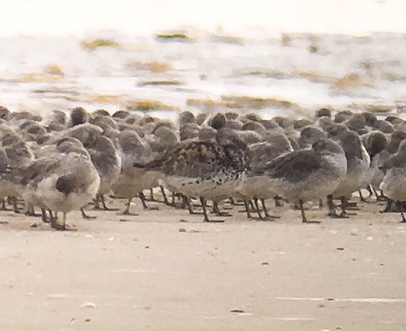 Great Knot - Titchwell RSPB, Norfolk