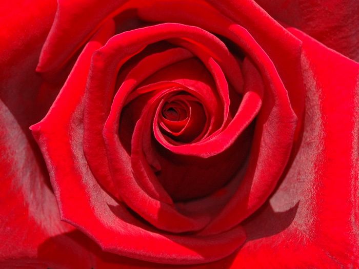 .: History and Meaning of Red Roses