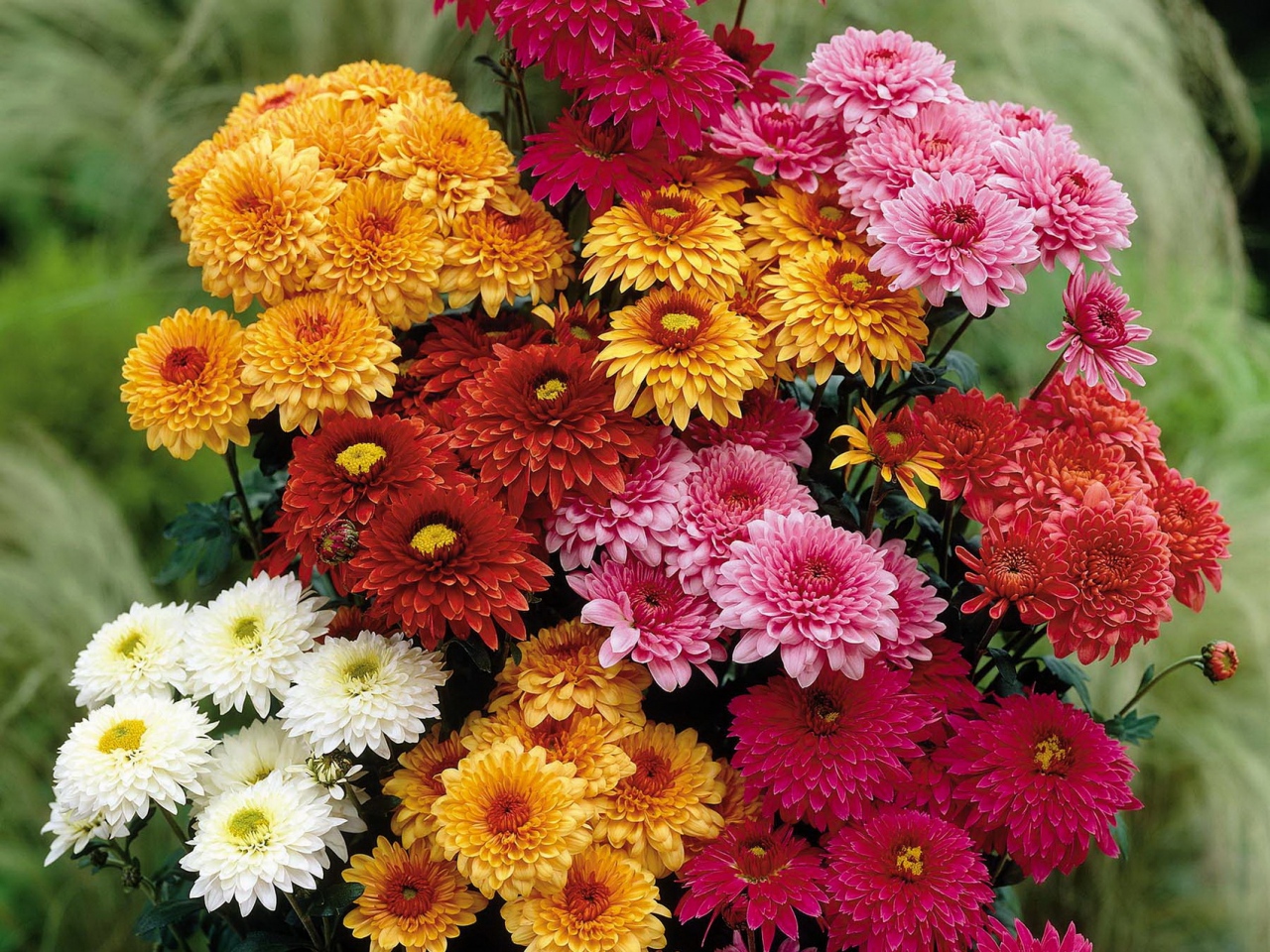 Chrysanthemum گل داؤدی