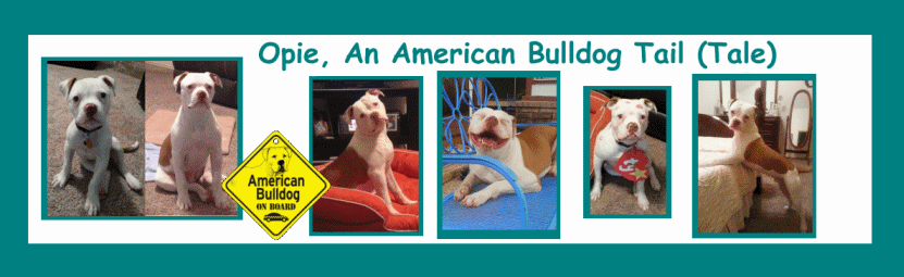 An American Bulldog Tail (Tale)
