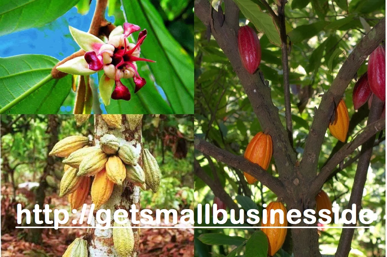 Business Ideas Small Business Ideas How to Start a Cocoa Farming