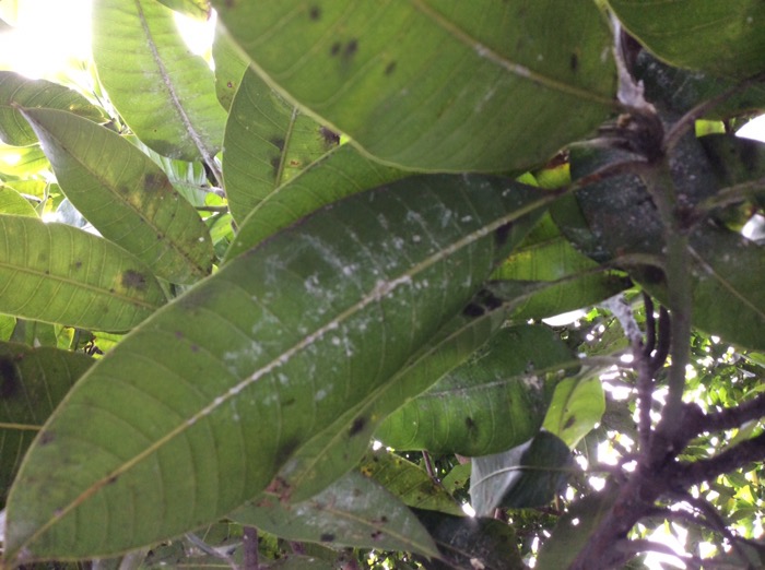 Indonesia adalah negara agraris Pestisida Nabati Indonesia adalah negara agraris Pestisida Nabati