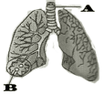 gambar un ipa tentang paru-paru
