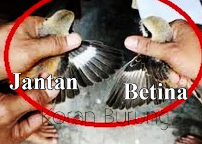 Ciri Burung Cendet Jantan Dan Betina Dewasa/Trotol Cendet merupakan salah satu burung kicau yang mempunyai bunyi kicau yang indah dan bervari Ciri Burung Cendet Jantan Dan Betina Dewasa/Trotol