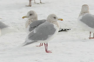 comparison of pale and dark winged Kumlien's Gulls in St.John's