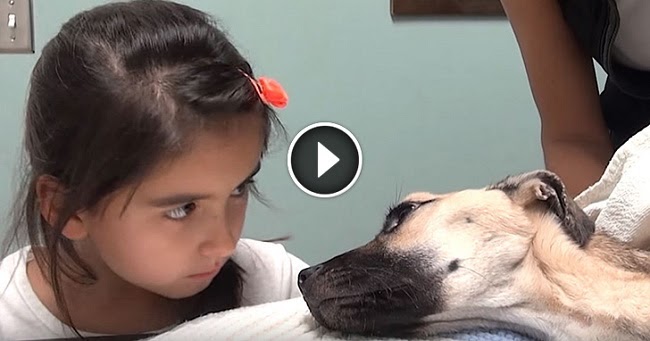 Dog Stares At Owner After Making Noise Video Dog Stares At Owner After Making Noise Video