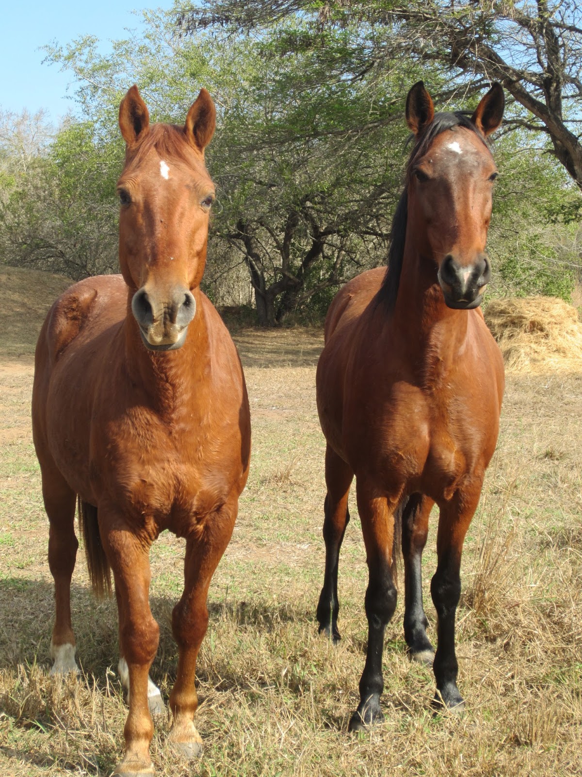Fabulous Farm Living: Laminitis in Horses: My Story