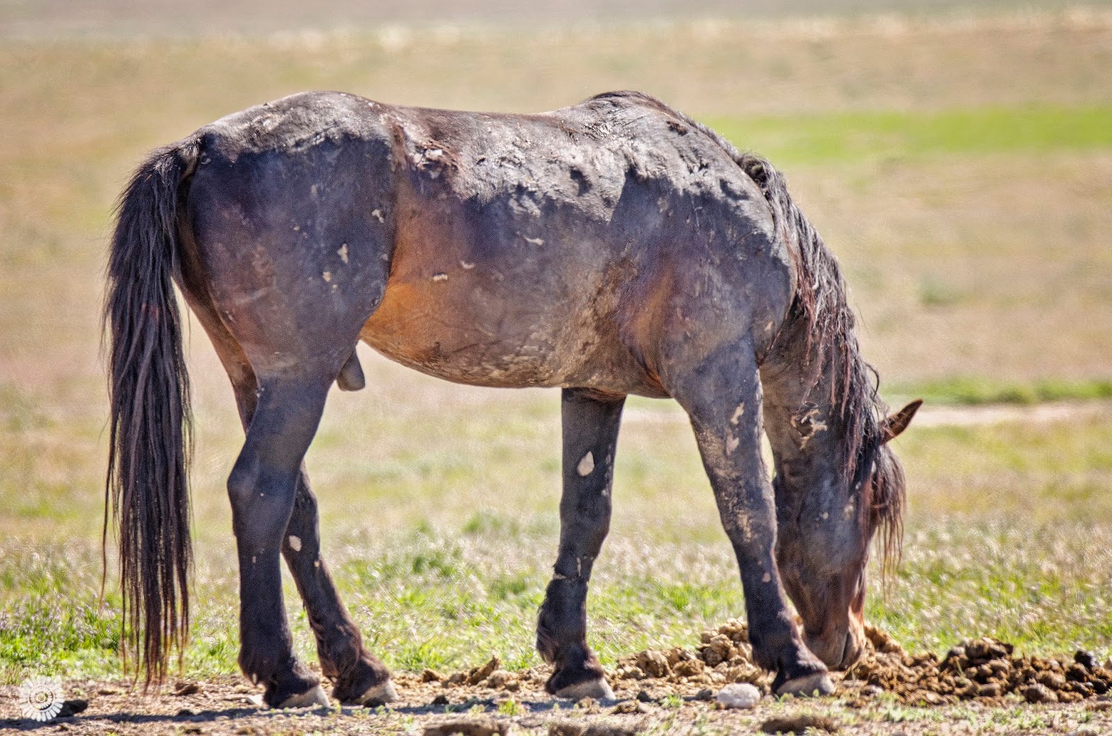 Skunk Hollow: Utah Wild Horses Part Two