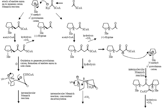 Biosynthesis of Hygrine, Cuscohygrine, Cocaine, Carbamoyl Ecgonine (Methyl-ecgonine) and Hyoscyamine