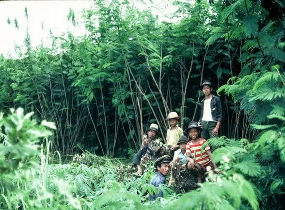 Inovasi Biomasa : Menjadi Pemain Utama Wood Pellet di Asia dan Dunia