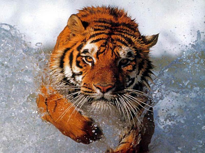 Tigre corriendo para cazar su comida