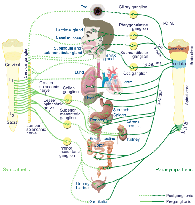 Disc Herniation Treatment Toronto