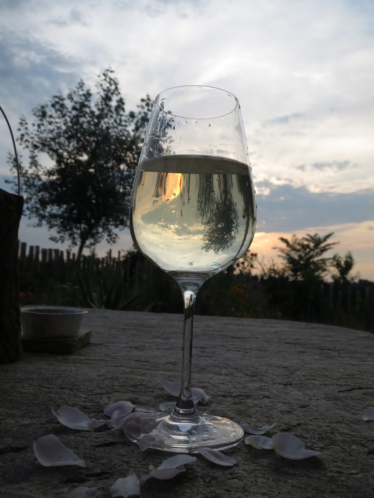 Fliederbaum: Schafgarbe-Rosen-Sirup, denn in der Beachbar der ...
