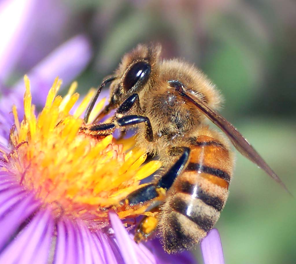 Пчелы пьют весенний. Пчела Ханни. Пчела на цветке. Одиночные пчелы. Хоботок пчелы.