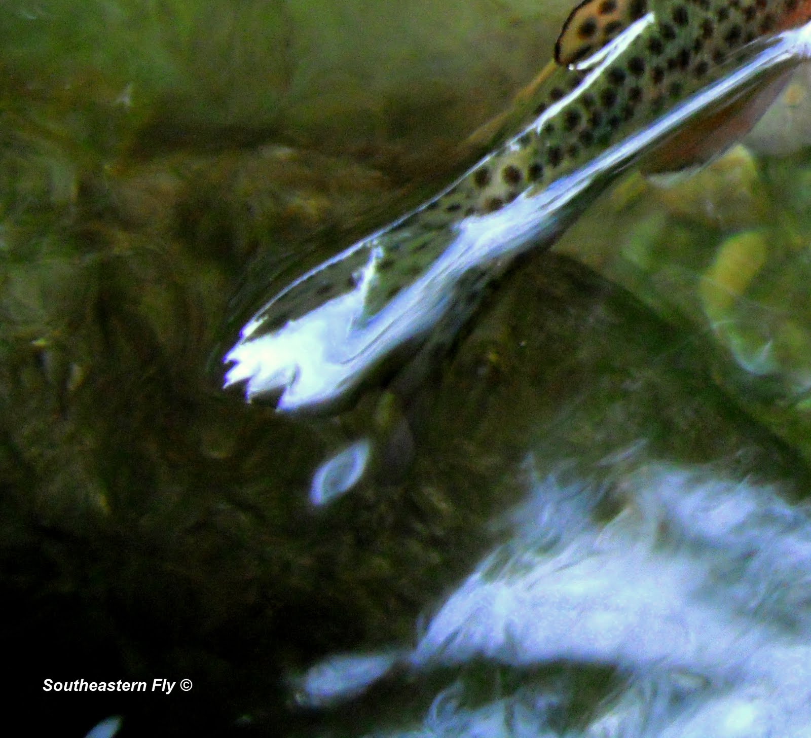 Southeastern Fly Day Two Fly Fishing Greenbrier in the Smoky