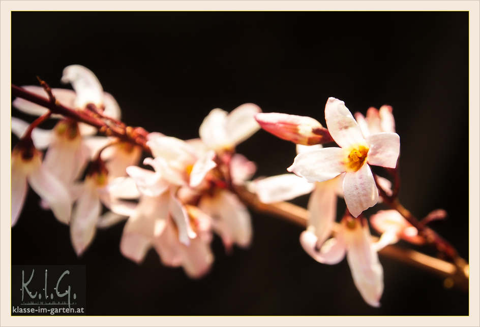 Gartenmessen Und Pflanzentage 2019