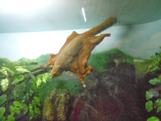 belajar blog: Mengunjungi Museum Zoologi