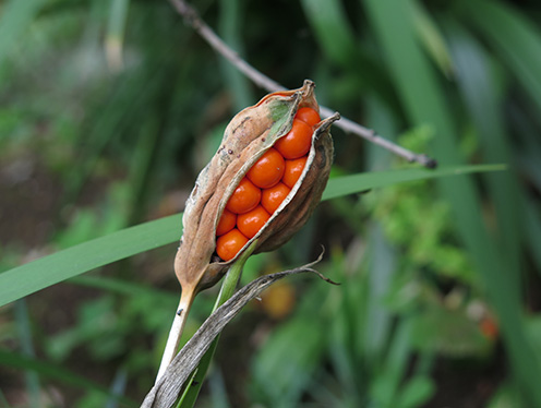 Semillas de lirio hediondo (Iris foetidissima)