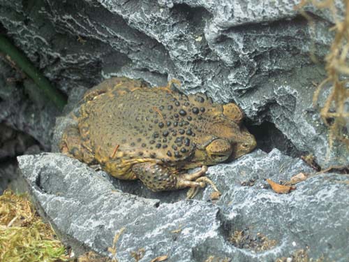Puerto Rican Crested Toad Puerto Rican Crested Toad