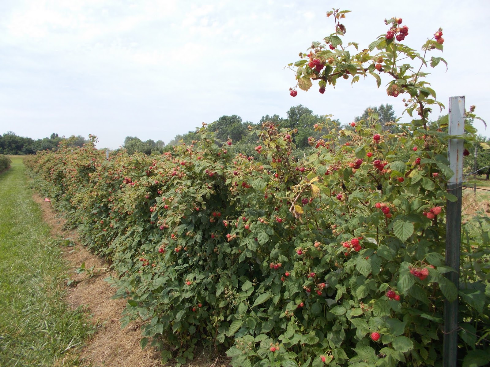 Brenda's Berries & Orchards Many Red Raspberries Ripe