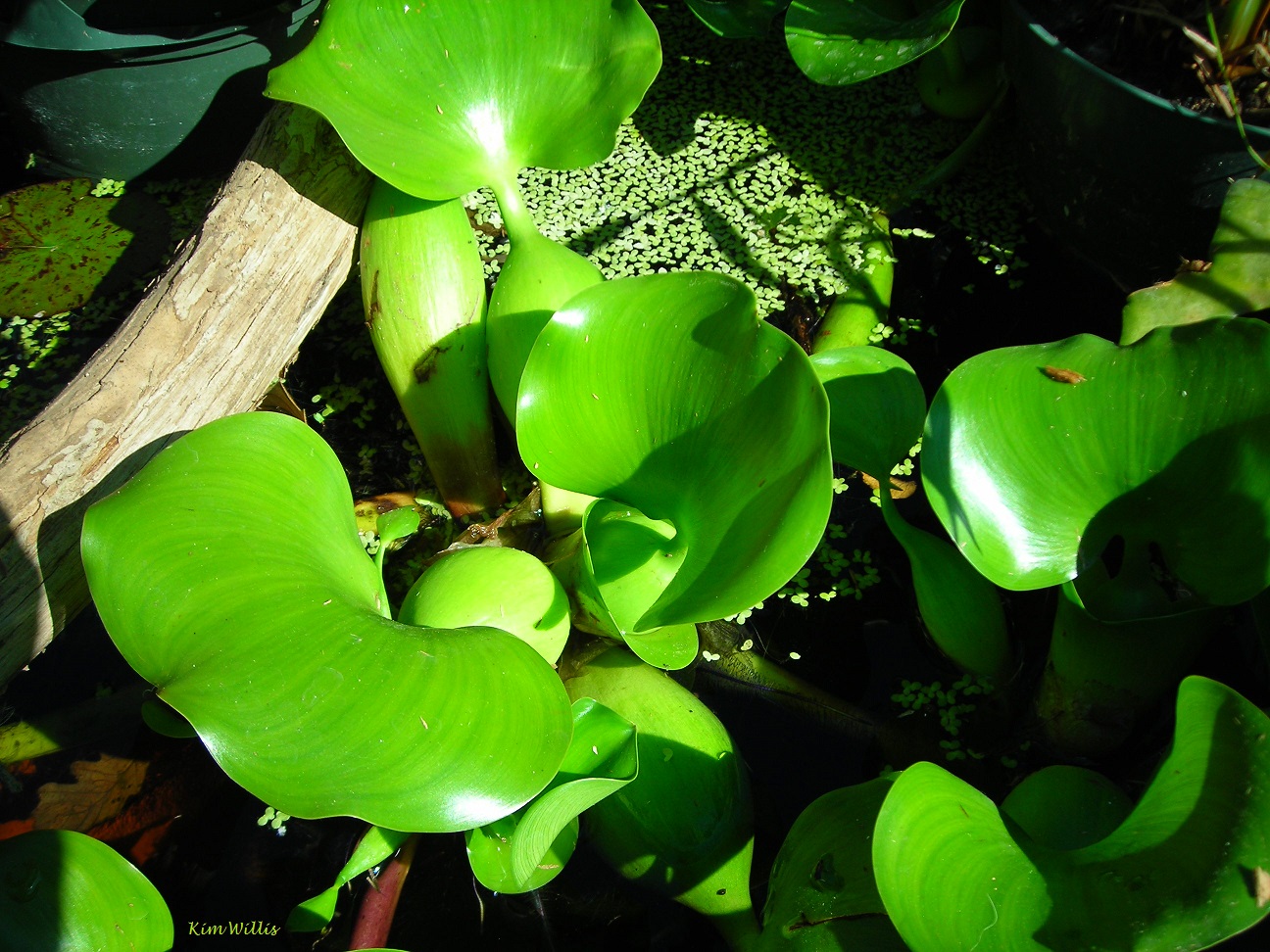 Gardening Granny S Gardening Pages Water Hyacinth