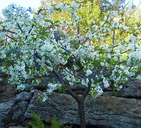 Cerezo ácido o guindo en flor