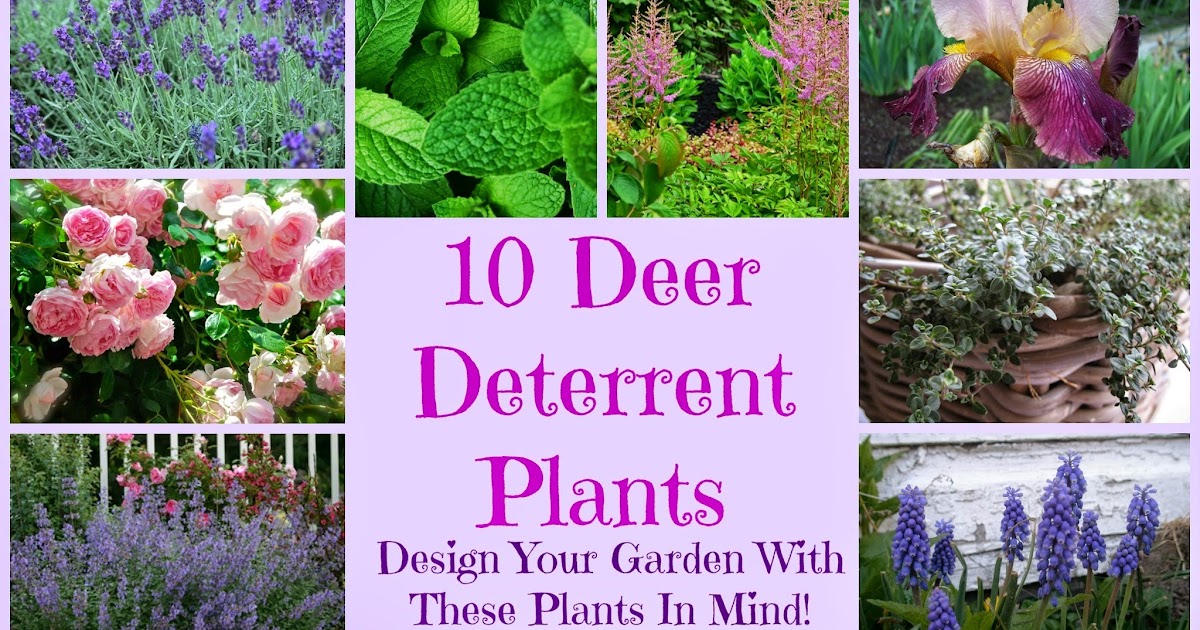 What Flowers Do Deer Not Eat / Deer Proofing Roses How To Prevent Deer