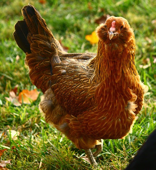 5 Best Laying Hens for Your Backyard From Home Wealth