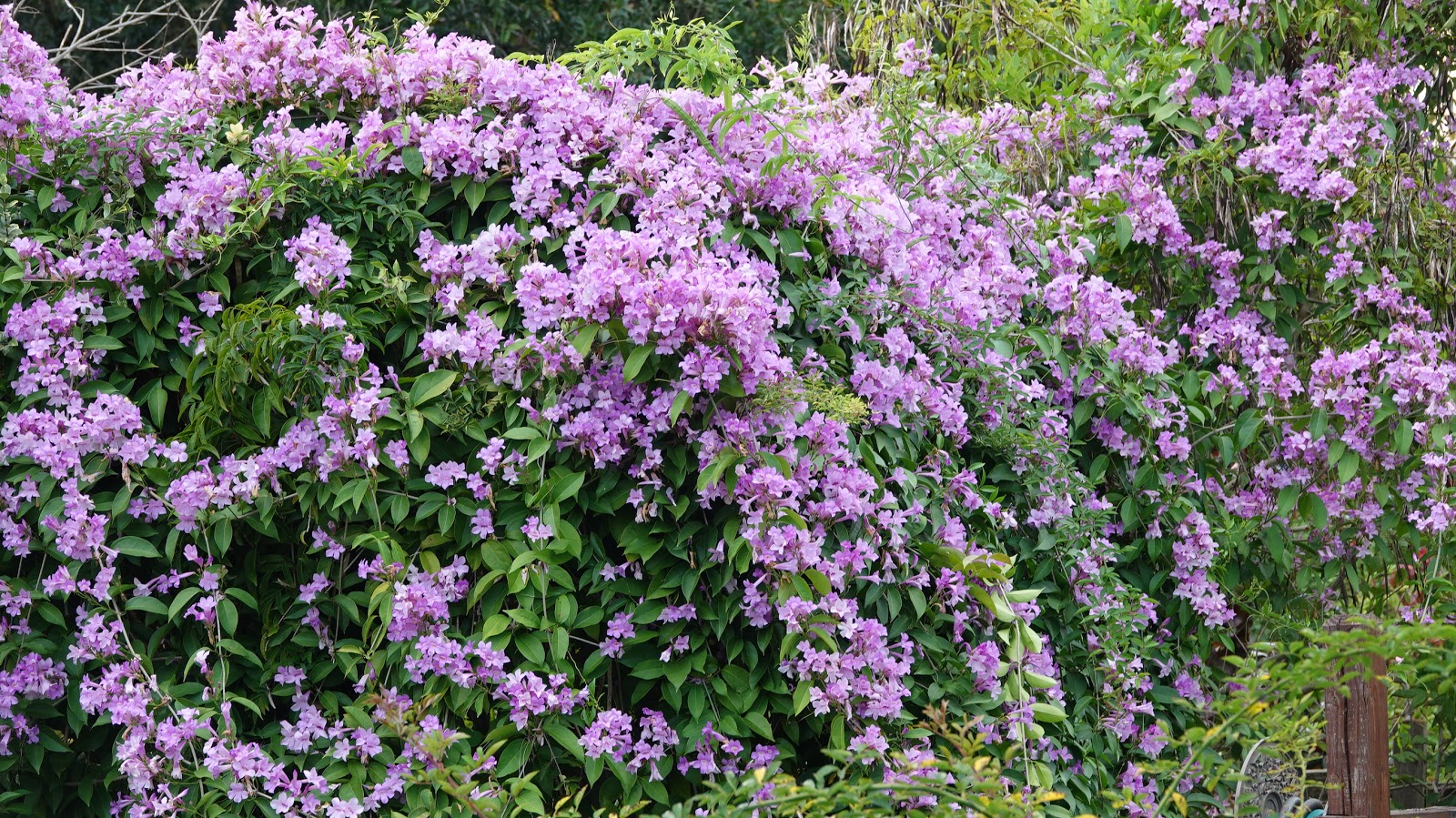 Growing Old Garden Roses in Florida