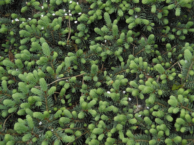 picea pungens Waldbrunn