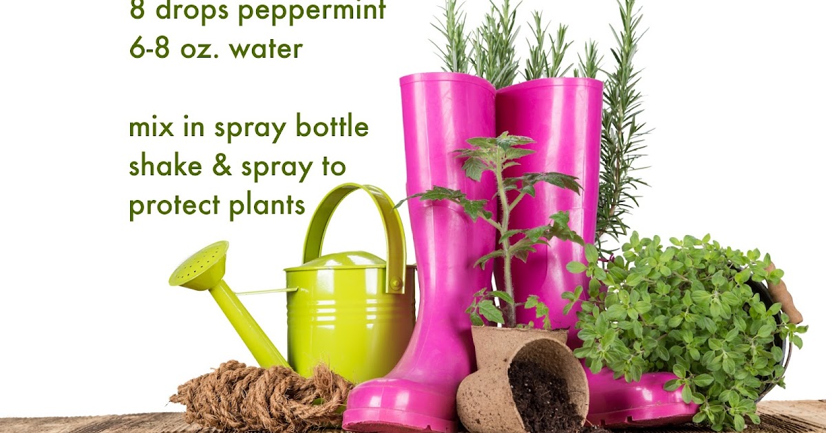 Sublime Living DIY Essential Oil Recipe for the Garden Natural Bug