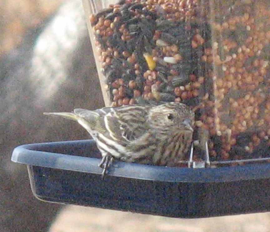 35 Inspirational Kansas Backyard Birds Home, Family, Style and Art Ideas