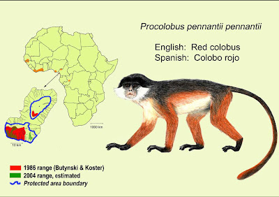 Pennant´s red colobus