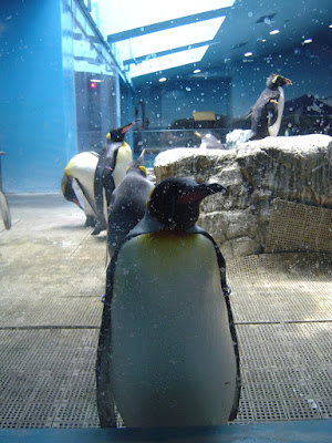 長崎ペンギン水族館06