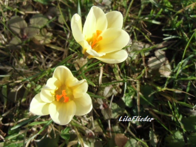 Lila Flieder Garten Februar 2015