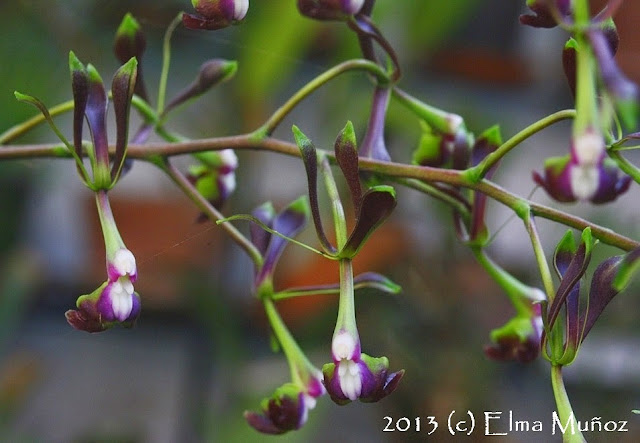 Orquidea Epidendrum melanoporphyreum. 2013 (c) Elma Muñoz