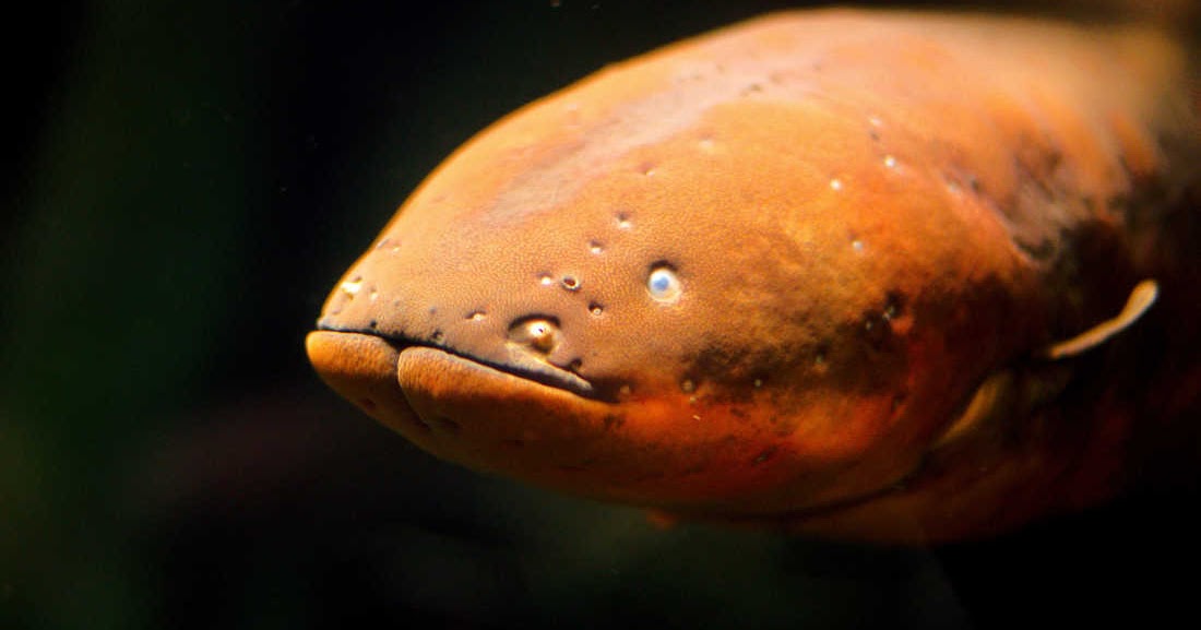 Ciencia en Canoa, by Vanessa Restrepo Schild. Electric Eels Found To
