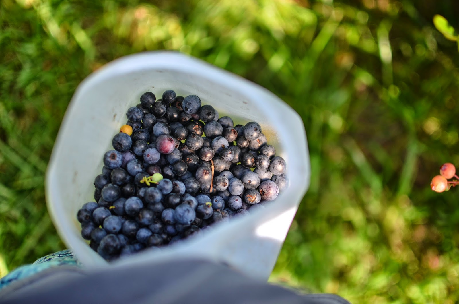 how to pick blueberries fast