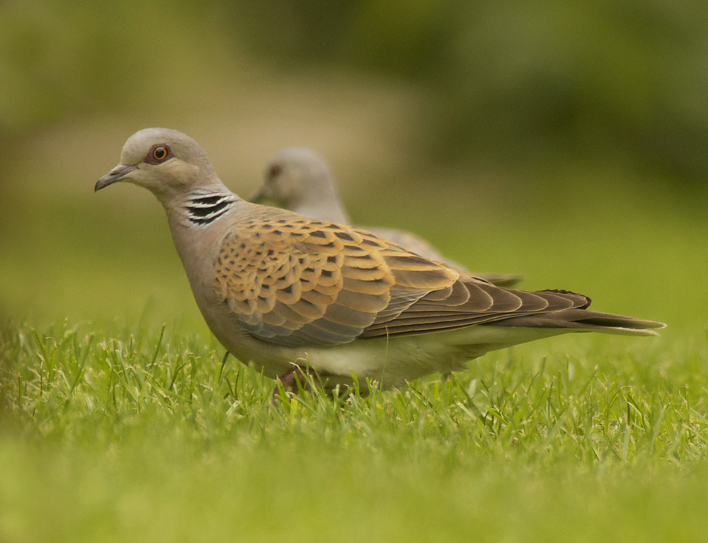 The Shadoxhurst Garden Turtle Doves one month in the garden