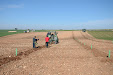 Planting Olive trees