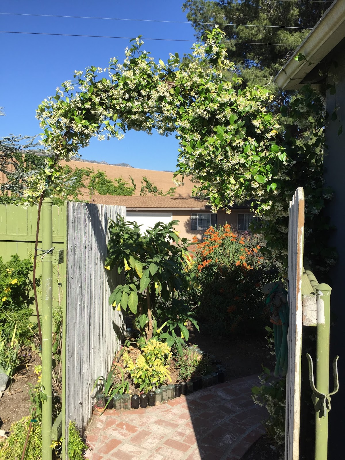 Aprille's SoCal Gardening Star Jasmine Arch